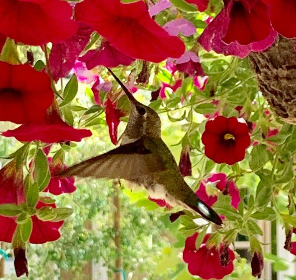 Red Tail Ranch Bed and Breakfast Groveland Exteriör bild